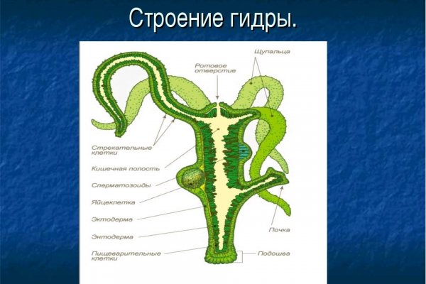 Ссылка на кракен шоп