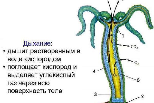 Kraken 13at сайт